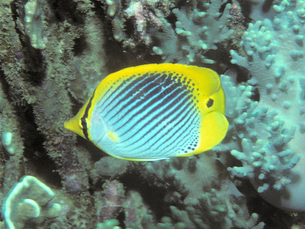 Chaetodon ocellicaudus (Pesce farfalla ocellato)